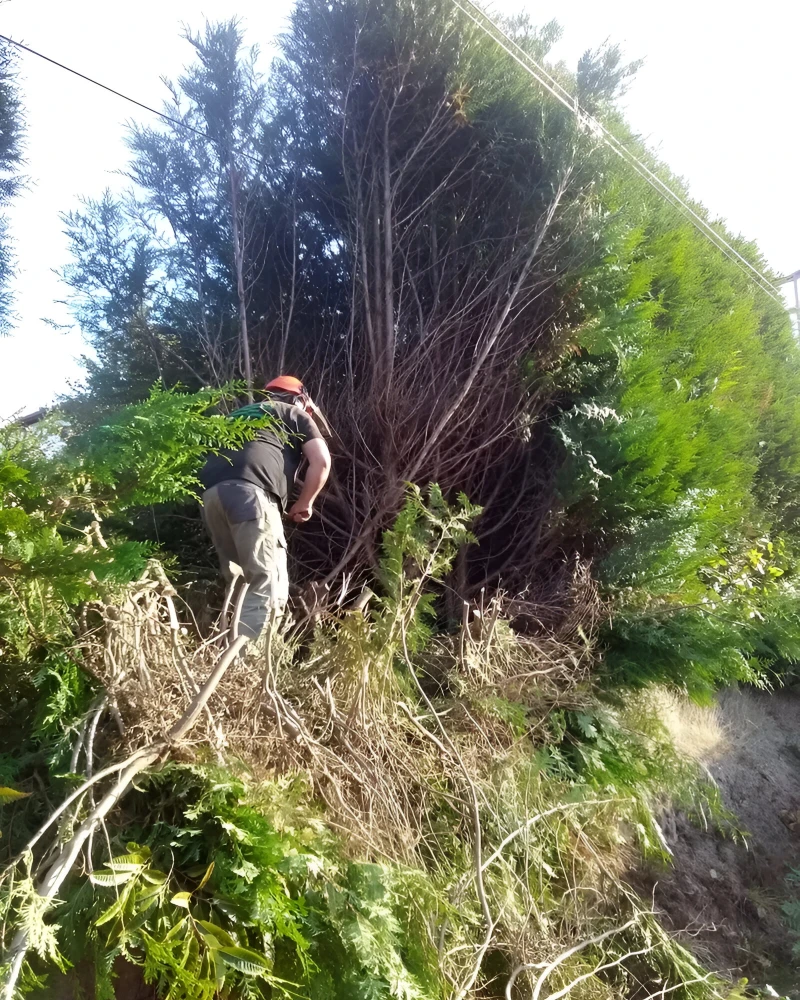 Jardin Foret Strubel Paysagiste Molsheim Entretien Paysager 1 Jardin Foret Strubel Paysagiste Molsheim Entretien Paysager 1