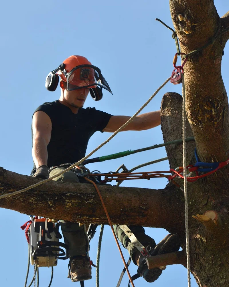 Jardin Foret Strubel Paysagiste Molsheim Lagage Jardin Foret Strubel Paysagiste Molsheim Lagage